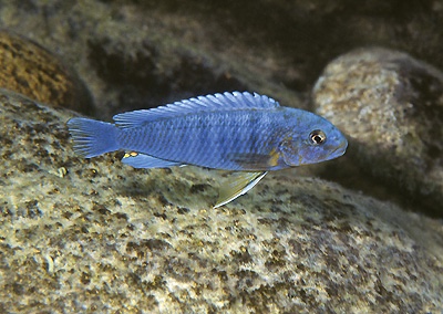 Chindongo sp. 'perspicax yellow breast' Pombo Rocks